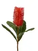 Banksia Robur Spray 74cm Orange thumbnail