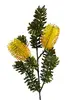Banksia Marginata Spray 66cm Yellow thumbnail