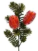 Banksia Marginata Spray 66cm Orange thumbnail