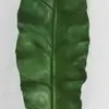 1. Birds Nest Fern Leaf 83cm thumbnail