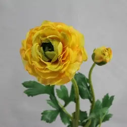 Ranunculus Spray 52cm  Yellow