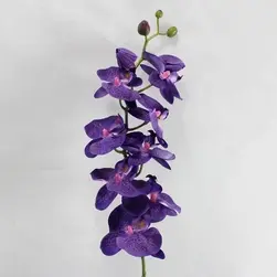 Phalaenopsis Orchid Spray 80cm Purple