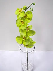 Phalaenopsis Orchid Spray 76cm Green