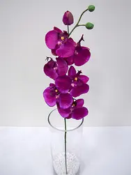 Phalaenopsis Orchid Spray 76cm Magenta
