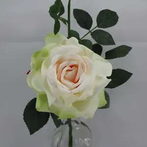 Quiannie Rose Champagne