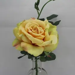 Quiannie Rose Yellow