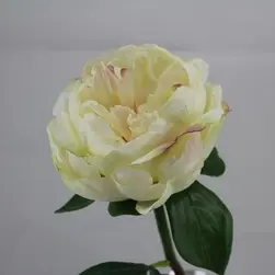 Artificial Short Stem Peony Flower Cream 33cm 