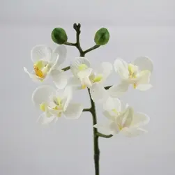 Artificial Mini Real Touch Phalaenopsis Orchid Cream 25cm