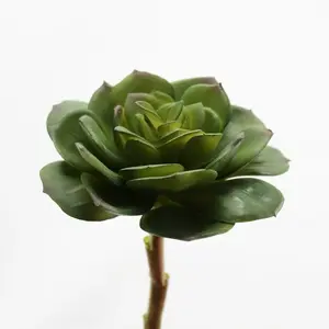 Wide Leaf Echeveria Green 13cm