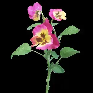 Pansy Spray 35cm Hot Pink