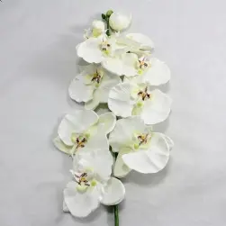 Phalaenopsis Orchid 101cm Cream
