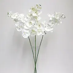 1. Phalaenopsis Orchid 101cm Cream thumbnail