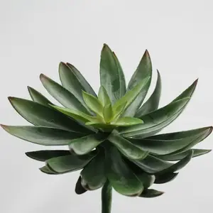 Large Pointy Leaf Succulent 16cm