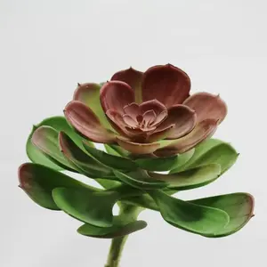 Large Echeveria Succulent Green/Burgundy 12cm