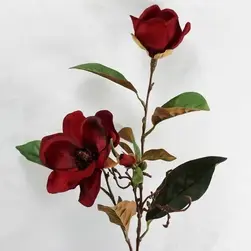 Star Magnolia 82cm Red