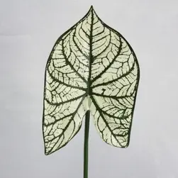 Caladium Leaf White/Green 47cm