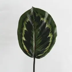 Peacock Leaf 54cm