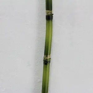 1. Bamboo Snake Grass 90cm thumbnail