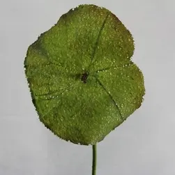 Lotus Leaf 73cm