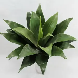 Large Agave 50cm