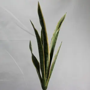 Mother-in-Law's Tongue 62cm