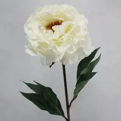 Single Open Peony Flower White 