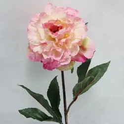 Single Open Peony Flower Pink 