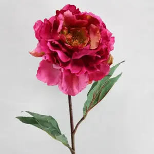 Single Open Peony Flower Beauty 