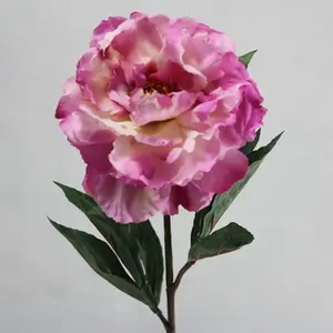 Single Open Peony Flower Lilac