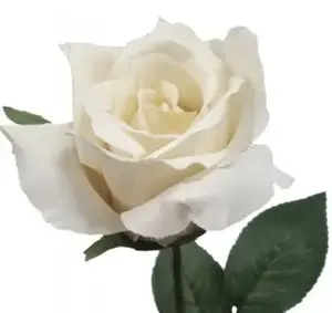 Ecuador Rose 67cm Cream