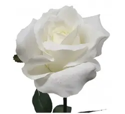 Ecuador Rose White 67cm