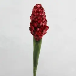 Tropical Ginger 77cm Red