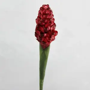 Tropical Ginger 77cm Red