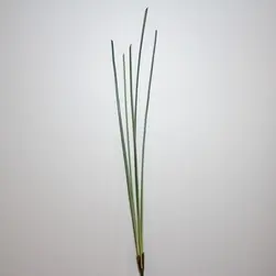 Tall Grass Spray  144cm
