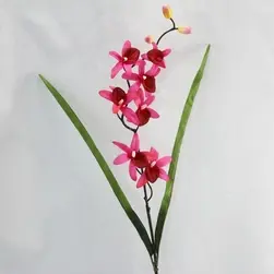 Small Cymbidium Orchid with Leaves Beauty 75cm