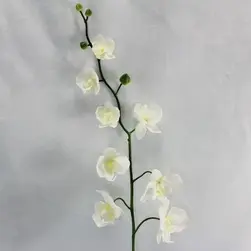 Phalaenopsis Orchid 84cm White