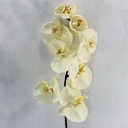 Cream Phalaenopsis Orchid 74cm