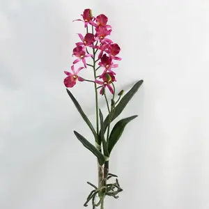 Tropical Orchid With Roots and Leaves Beauty