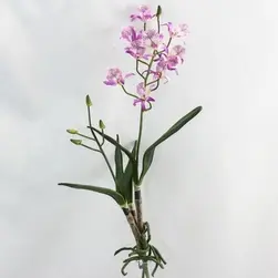 Tropical Orchid With Roots And Leaves Lavender