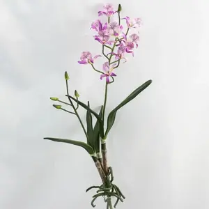 Tropical Orchid With Roots And Leaves Lavender