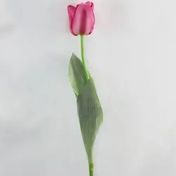 Single Tulip 65cm Pink