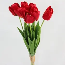 Tulip Bush x 7 Red