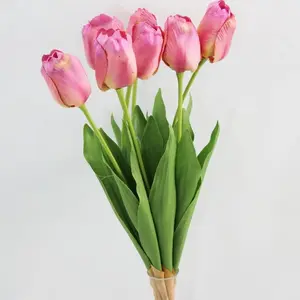 Tulip Bush x 7 Pink