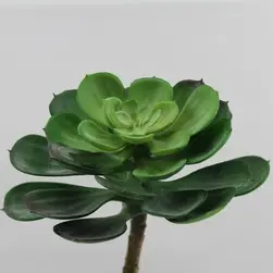 Large Echeveria Succulent 12cm Green OR Burgundy