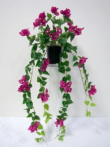 Bougainvillea Hanging Bush 81cm Fucshia