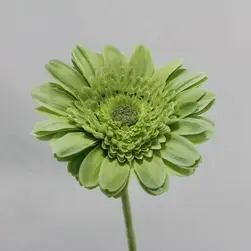 Artificial Gerbera Flower 68cm Green
