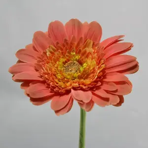 Artificial Gerbera Flower 68cm Salmon