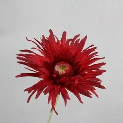 Artificial Spider Gerbera Flower 56cm Red