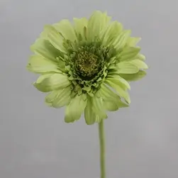 Artificial Gerbera Flower 53cm Green