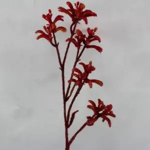 Kangaroo Paw 75cm Red/Orange